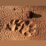 Brown hyena footprints