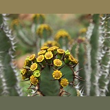 Euphorbia at Spitzkoppe