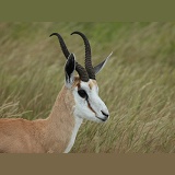 Springbok