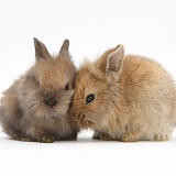 Two baby Lionhead-cross rabbits