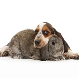 Basset Hound pup with agouti Lop rabbit