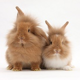 Two Sandy Lionhead rabbits