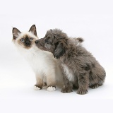 Sheltie x Poodle pup and Birman kitten