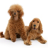 English Cocker Spaniel with red toy Poodle