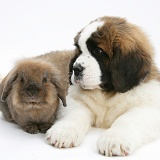 Saint Bernard puppy and rabbit