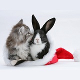 Maine Coon kitten and baby rabbit in a Santa hat