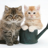 Maine Coon kittens in a small watering can