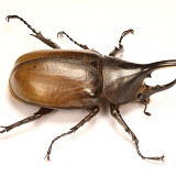 Rhinoceros beetle male