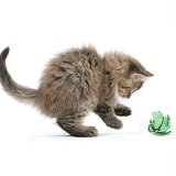 Maine Coon kitten, 8 weeks old, playing with paper