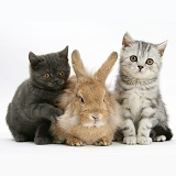Two kittens and a rabbit