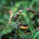 Stripe-winged grasshopper male stridulating