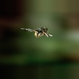 Tree wasp worker flying