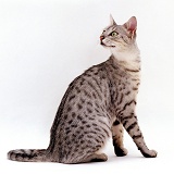 Silver Egyptian mau female cat looking over shoulder