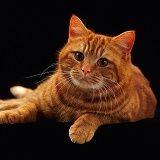 Ginger British Shorthair cat