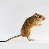 Shaw's Gerbil, standing