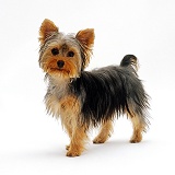 Yorkshire Terrier puppy standing up