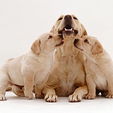 Yellow Labrador Retriever bitch with two puppies