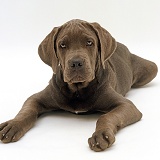 Blue Italian Mastiff