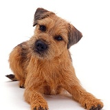 Border Terrier dog, lying down with head up, tilted