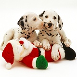 Two Dalmatian puppies playing with a toy Father Christmas