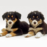 Two tricolour Border Collies puppies