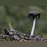 Ink cap fungus