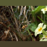 Bee Fly in flight