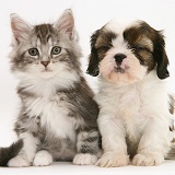 Cavazu puppy with Maine Coon kitten