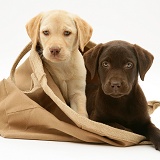 Chocolate and Yellow Retriever pups in a cloth bag