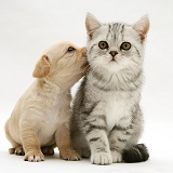 Westie x Cavalier pup and silver tabby kitten