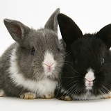 Baby Dutch-cross rabbits