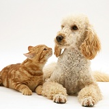 Apricot Poodle with ginger cat
