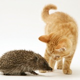 Ginger kitten meeting a young hedgehog
