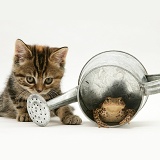 Tabby kitten inspecting a toad in a watering can