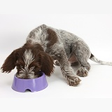 Spinone pup eating from a plastic bowl