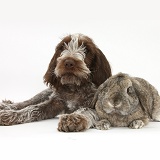Spinone pup with rabbit