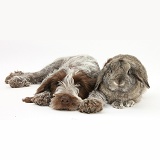 Spinone pup with rabbit