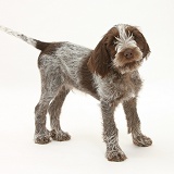 Spinone pup standing