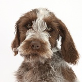 Spinone pup