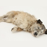 Patterdale x Jack Russell Terrier unconscious