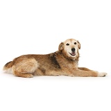 Lakeland Terrier x Border Collie