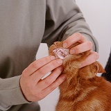 Showing gums of ginger cat with anemia