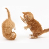 Ginger kittens, 7 weeks old, play-fighting