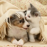 Kitten and Sheltie pup under a blanket