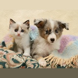 Birman-cross kitten and Sheltie pup under a scarf