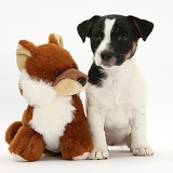 Jack Russell Terrier pup with toy fox