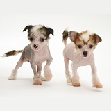 Naked Chinese Crested pups