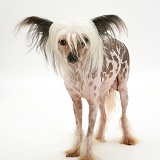Naked Chinese Crested bitch
