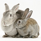 Rex rabbit Mother and young rabbit