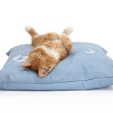 Ginger kitten sleeping upside down on a cushion